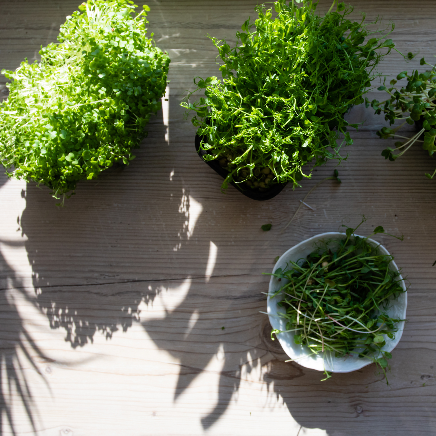 Kit de Cultivo de Brotes