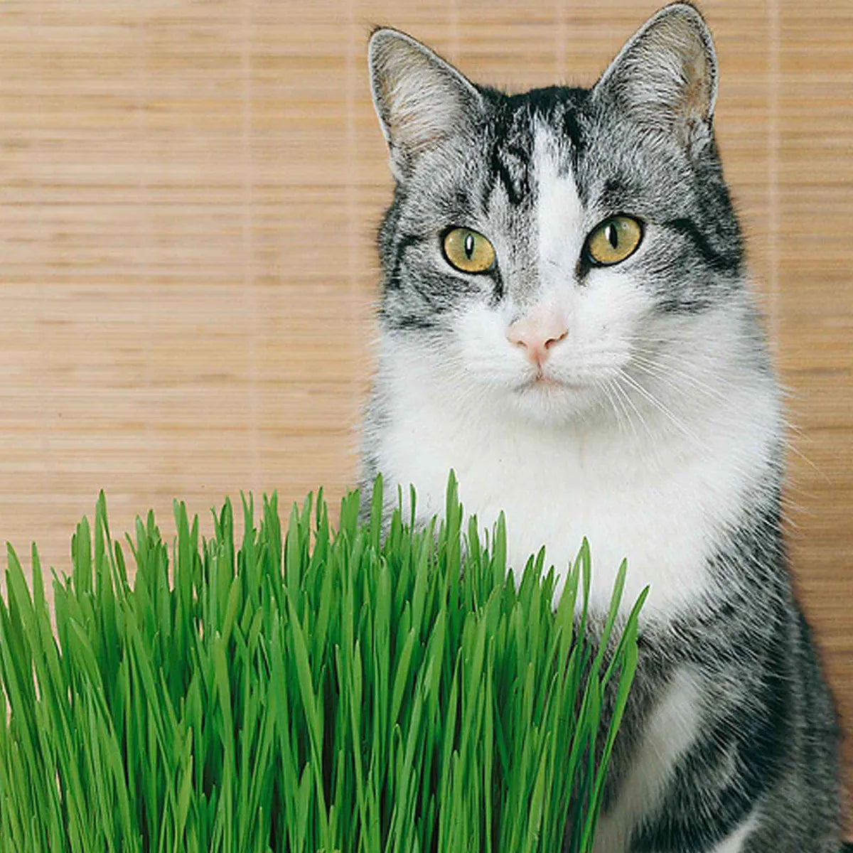🌿Kit de Hierba Gatera  🐱
