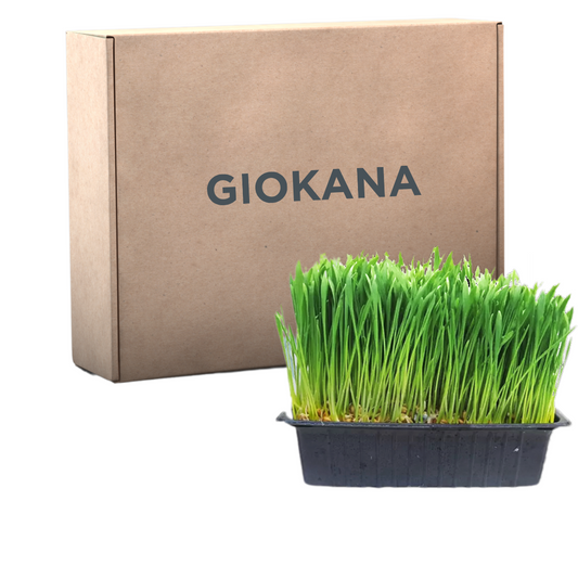 Hierba Gatera  Kit De Cultivo Completo X 6