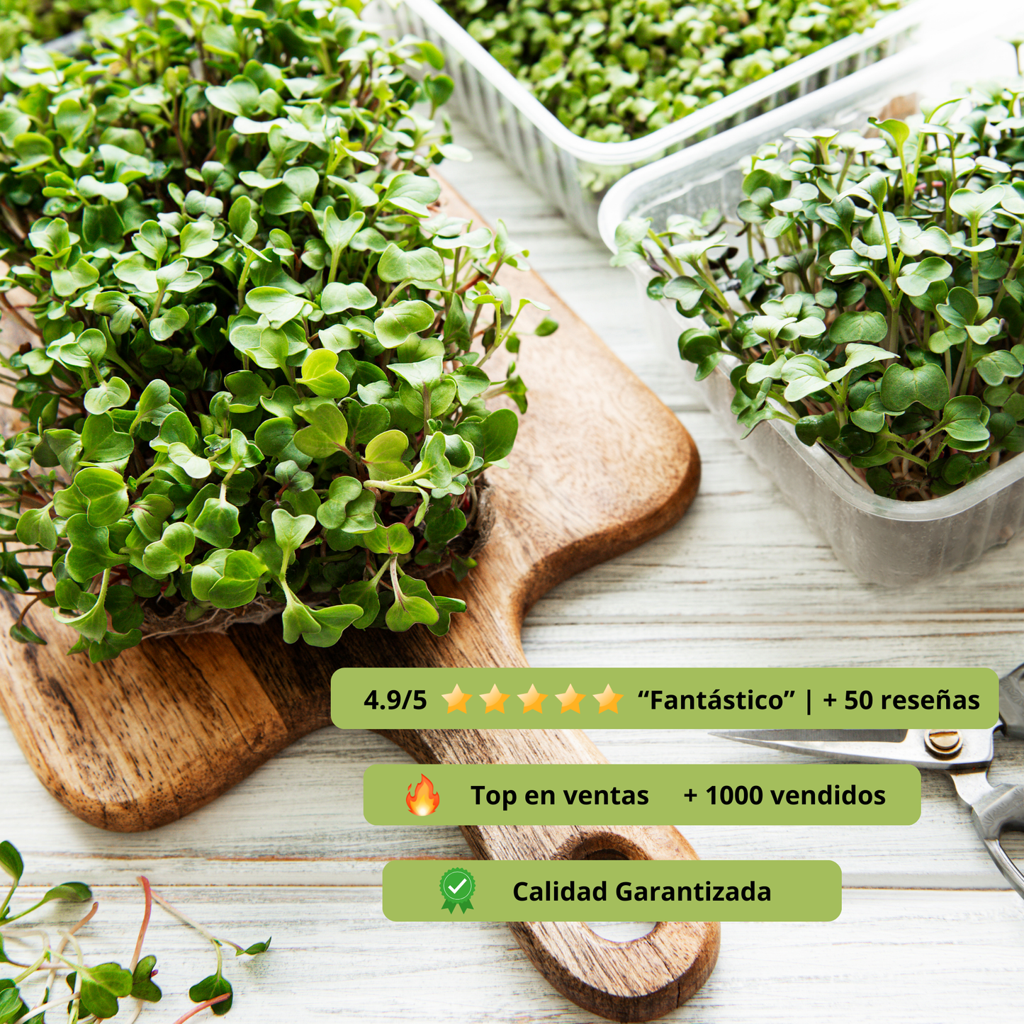 Kit de Cultivo de Brotes