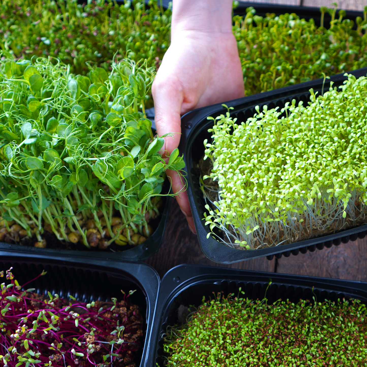Kit de Cultivo de Brotes