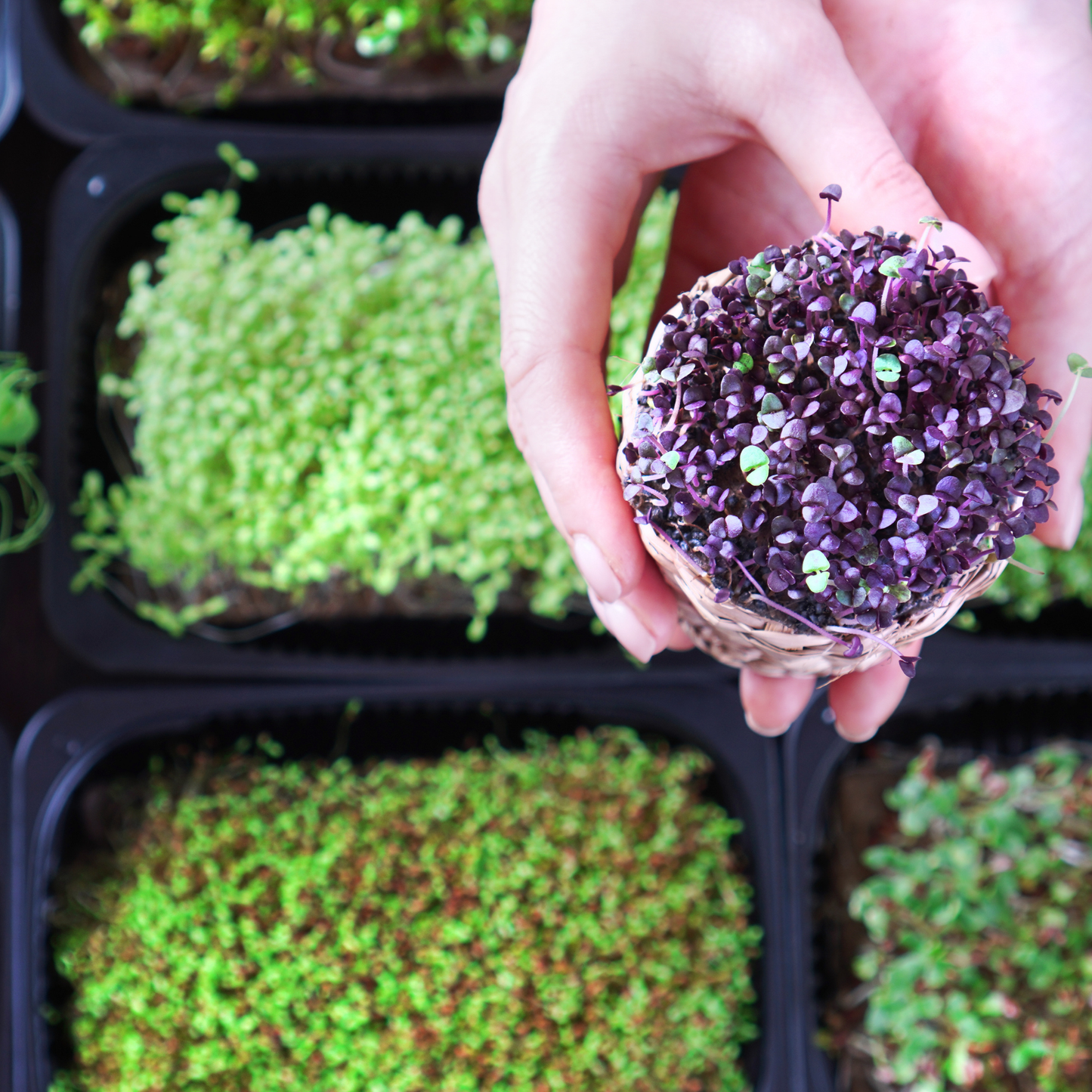 Kit de Cultivo de Brotes