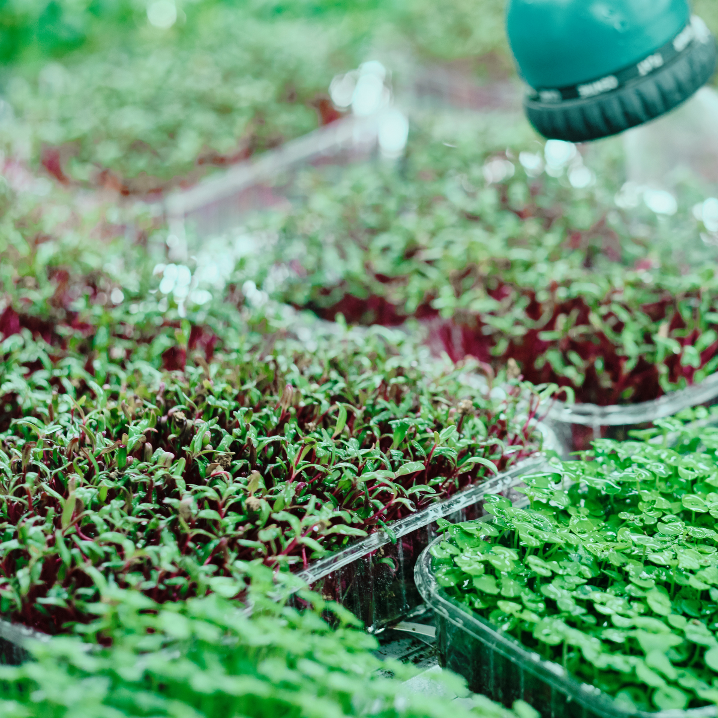 Kit de Cultivo de Brotes