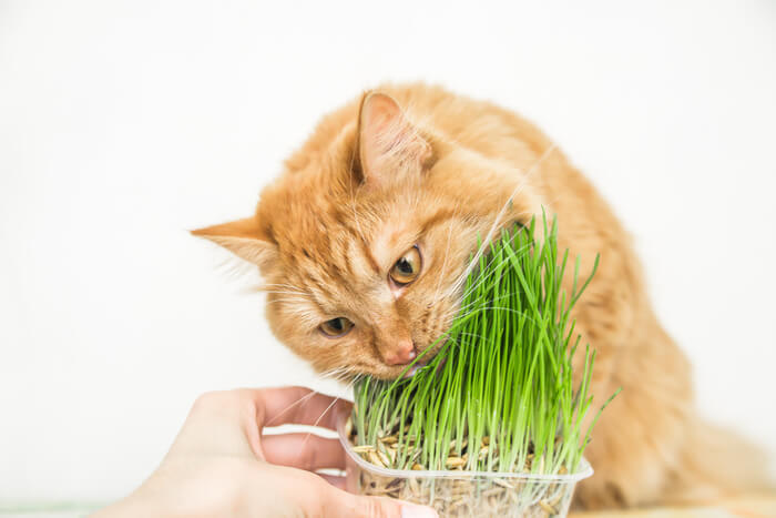 🌿Kit de Hierba Gatera  🐱