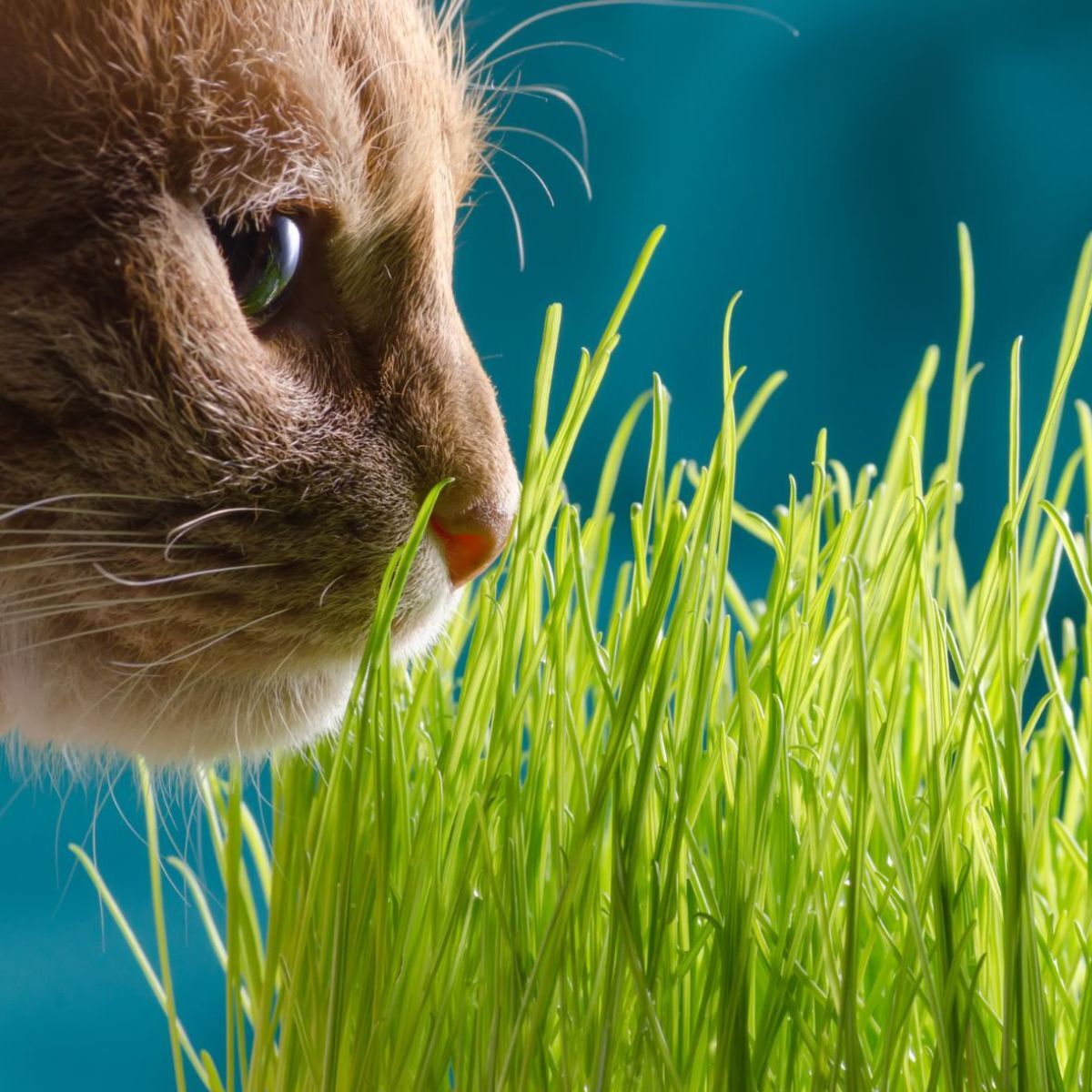 🌿Kit de Hierba Gatera  🐱