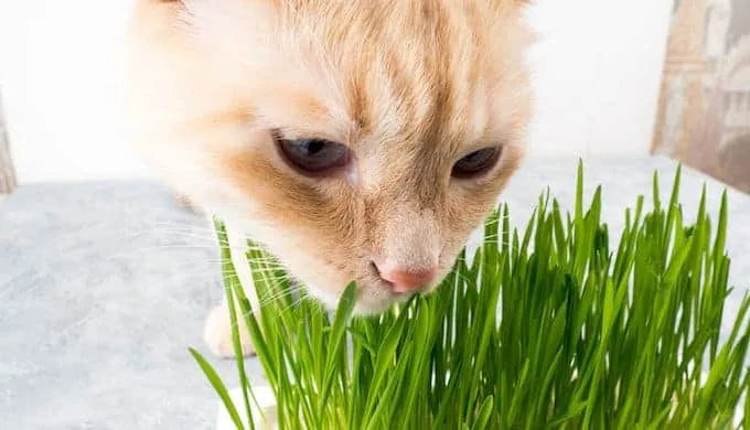 🌿Kit de Hierba Gatera  🐱