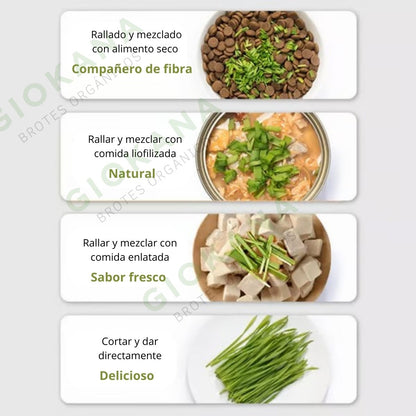 🌿Kit de Hierba Gatera  🐱