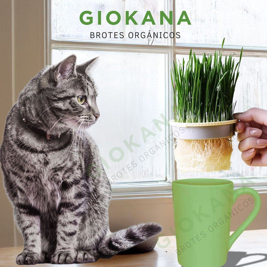 🌿Kit de Hierba Gatera  🐱