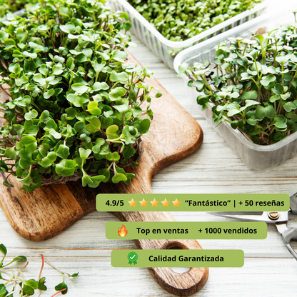 Kit de Cultivo de Brotes