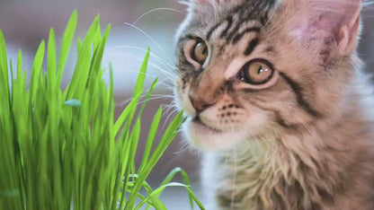 🌿Kit de Hierba Gatera  🐱